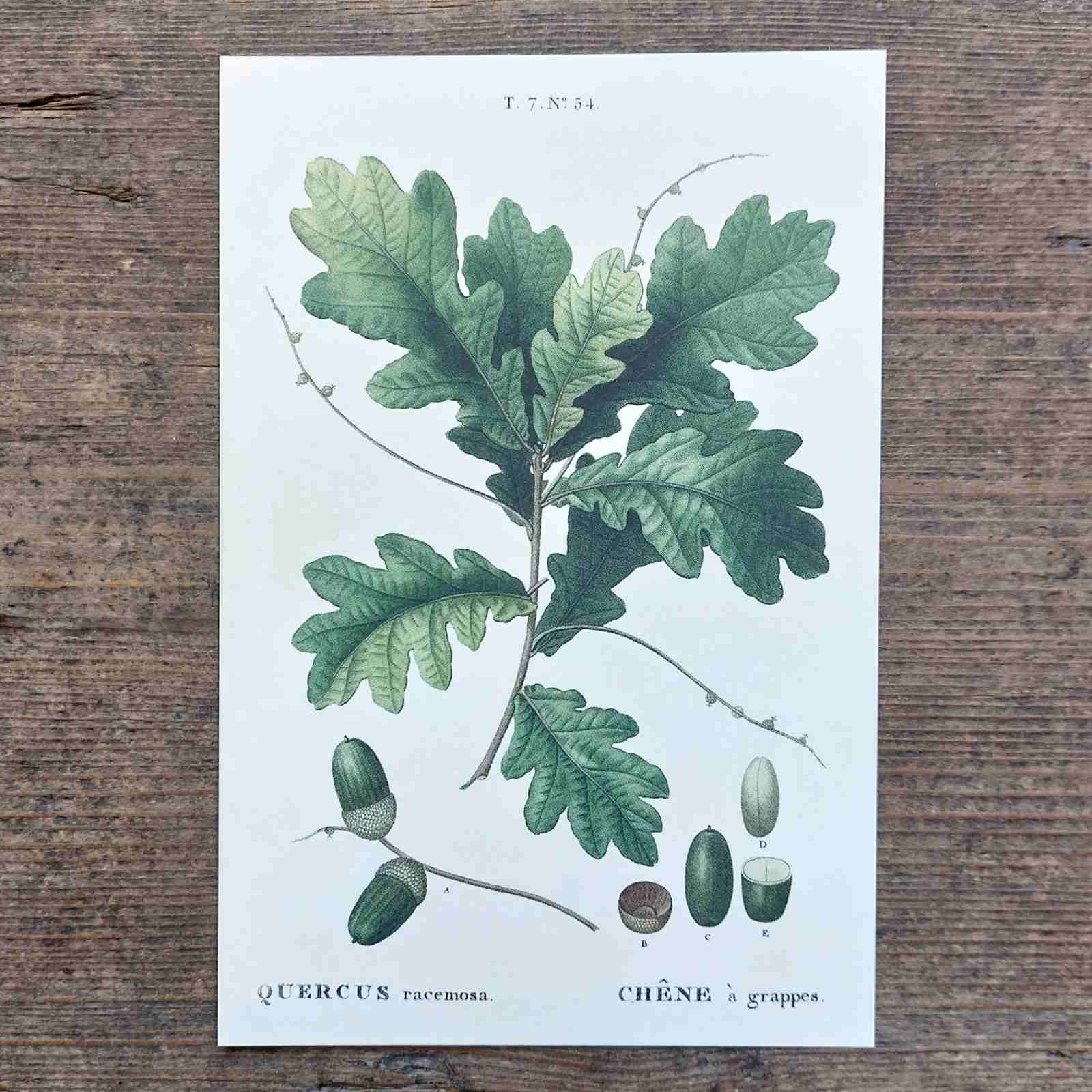 Vintage Autumn Postcard - Acorns