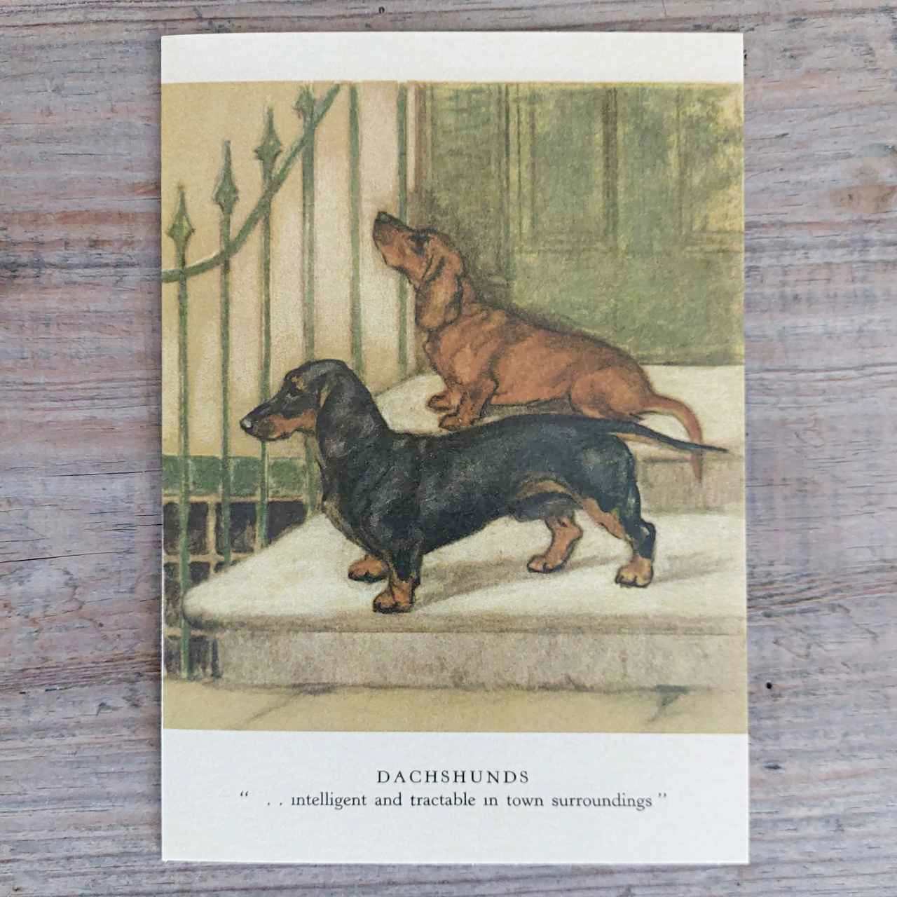 Dachshunds - Vintage Greeting Card