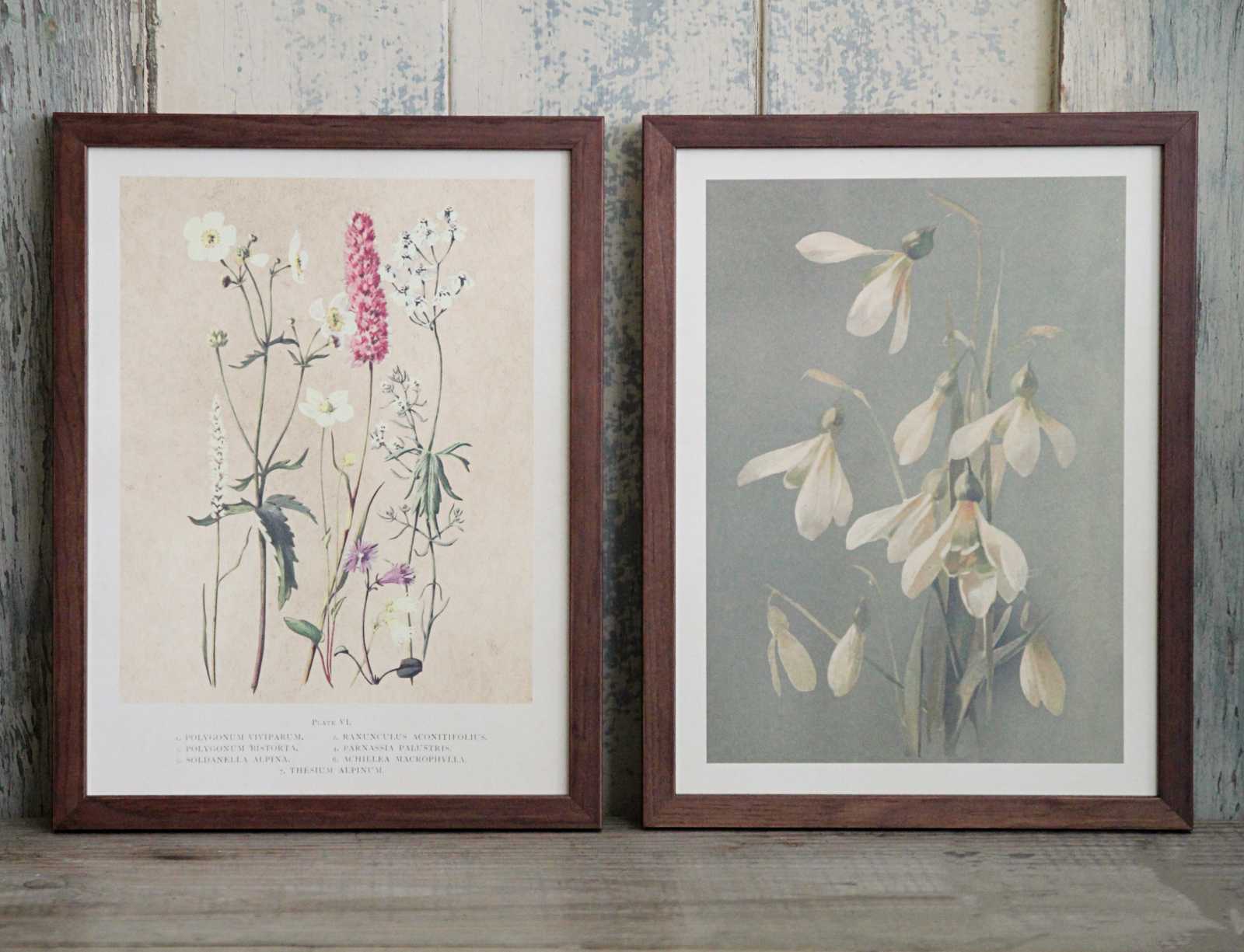 Framed Vintage Flower Prints - Snowdrops and Summer Flowers and Snowdrops