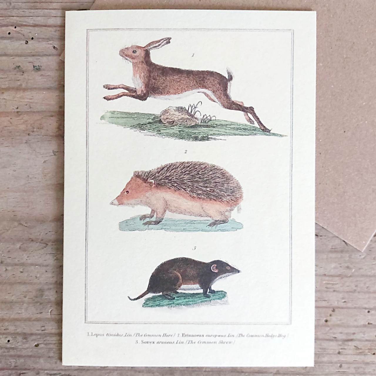 Hare, Hedgehog & Shrew - Vintage Greeting Card