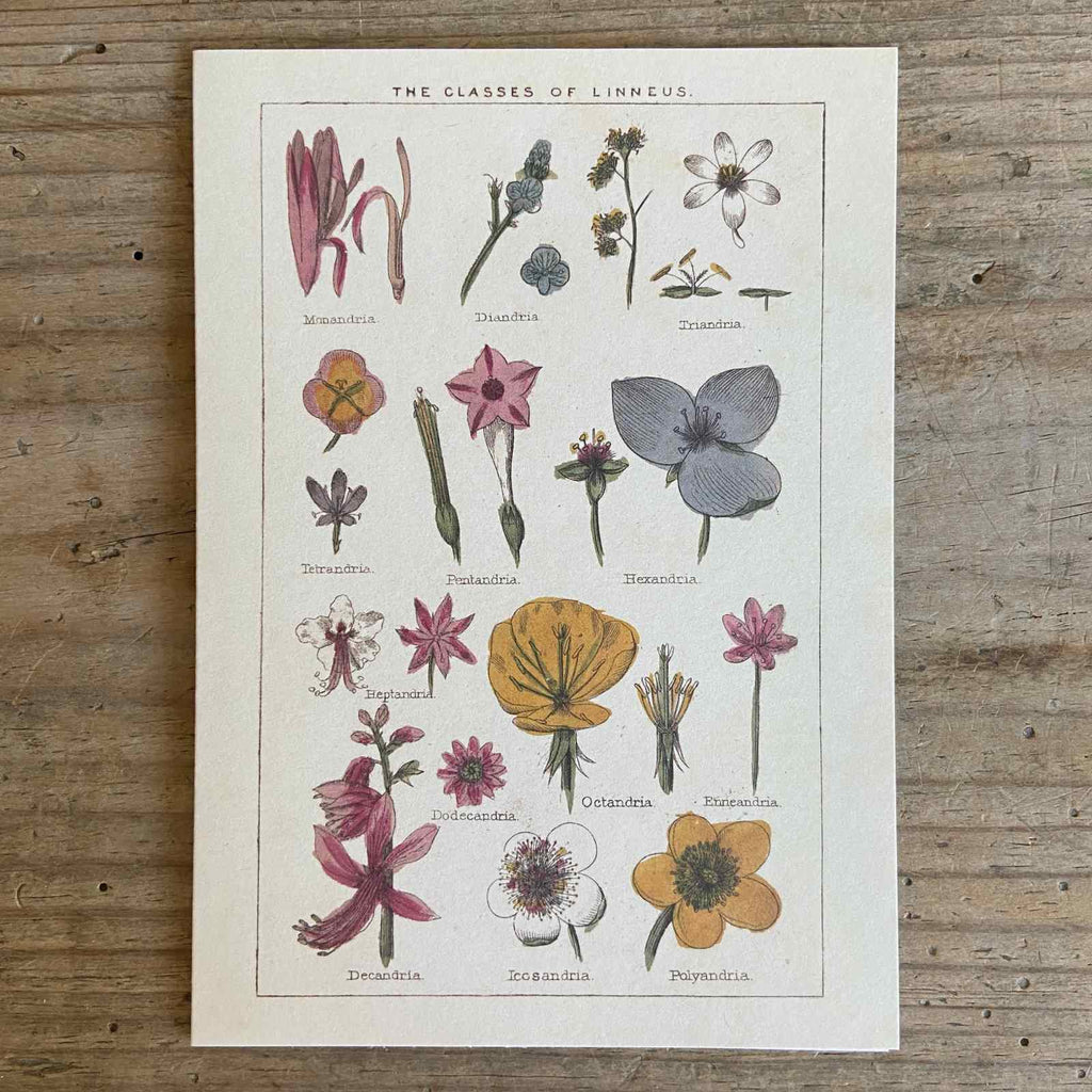 Vintage Greeting Card - Classes of Linneus