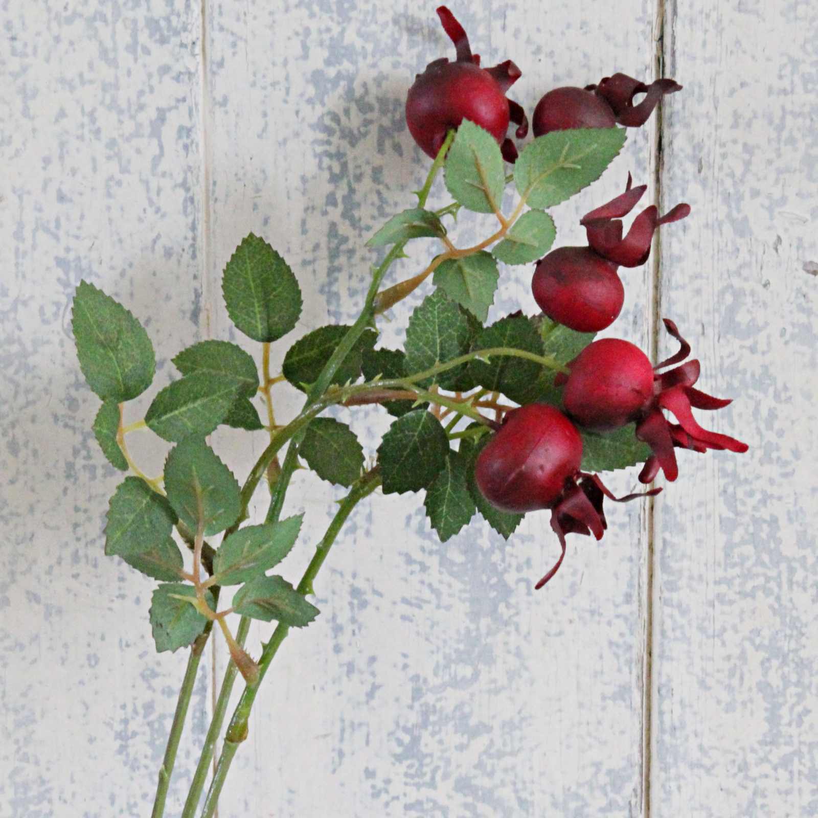 Rosehip stem with leaves