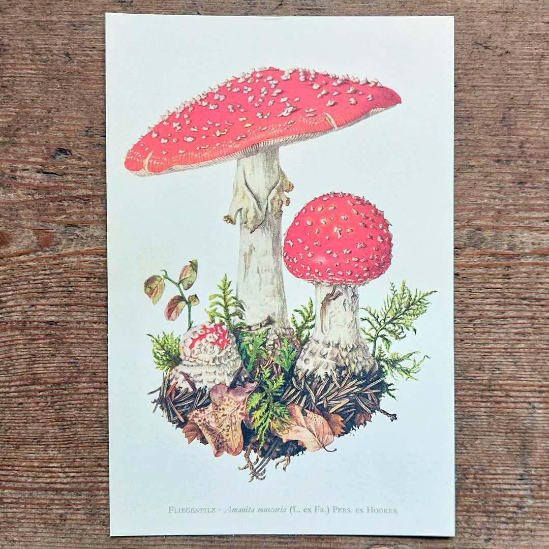Vintage Postcard - Red Toadstool