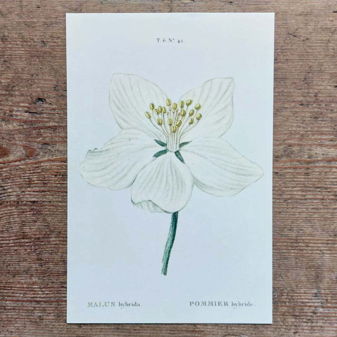 Vintage Flower Postcard - Apple Blossom