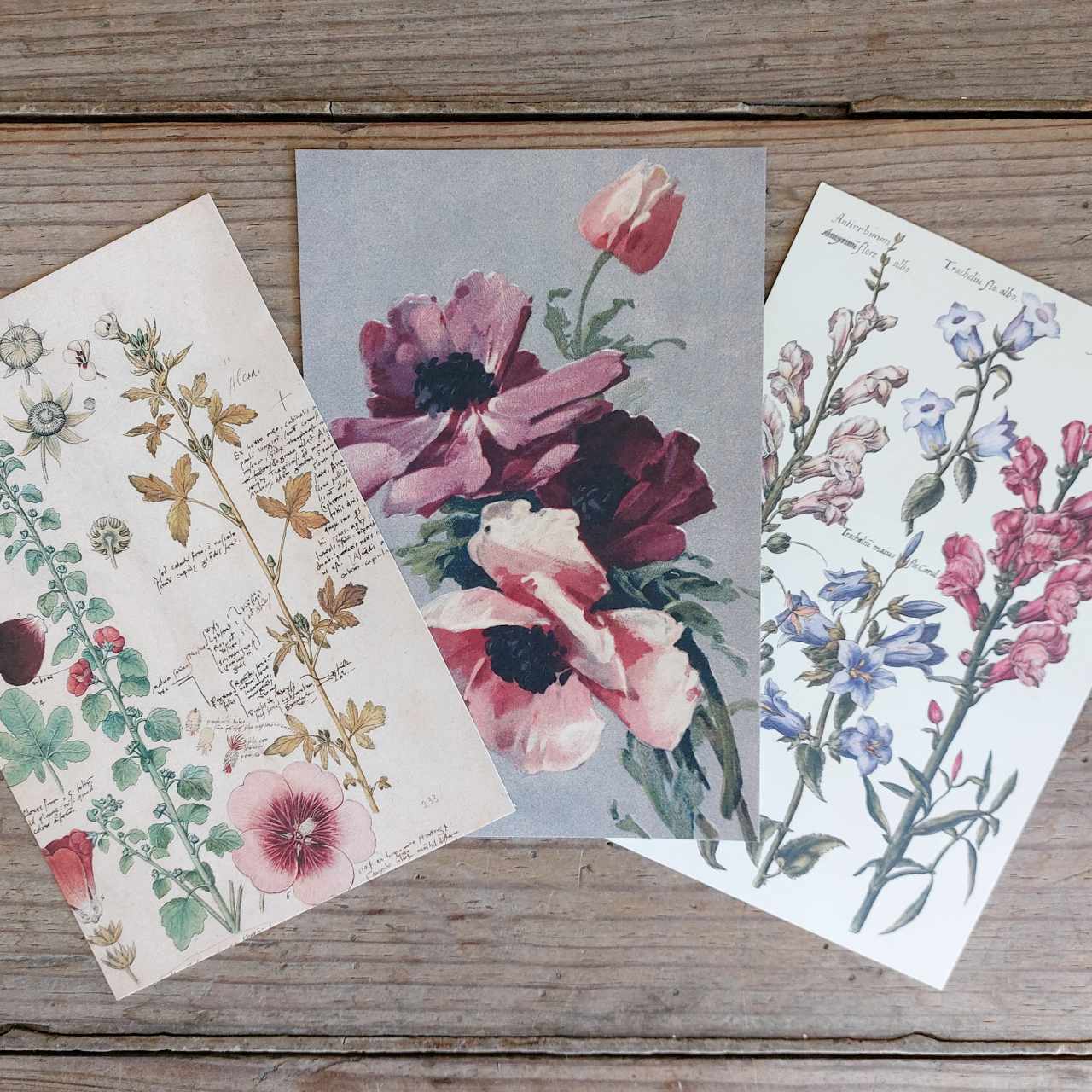 Vintage Flower Postcards