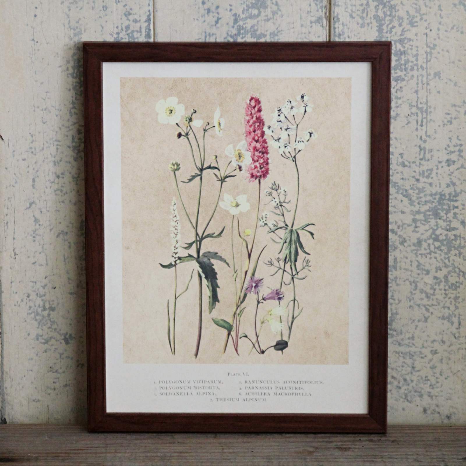 Framed Vintage Flower Print - Summer Flowers