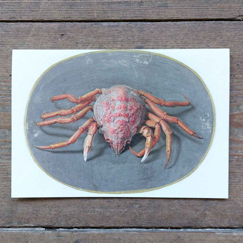 Vintage Crab - Greeting Card
