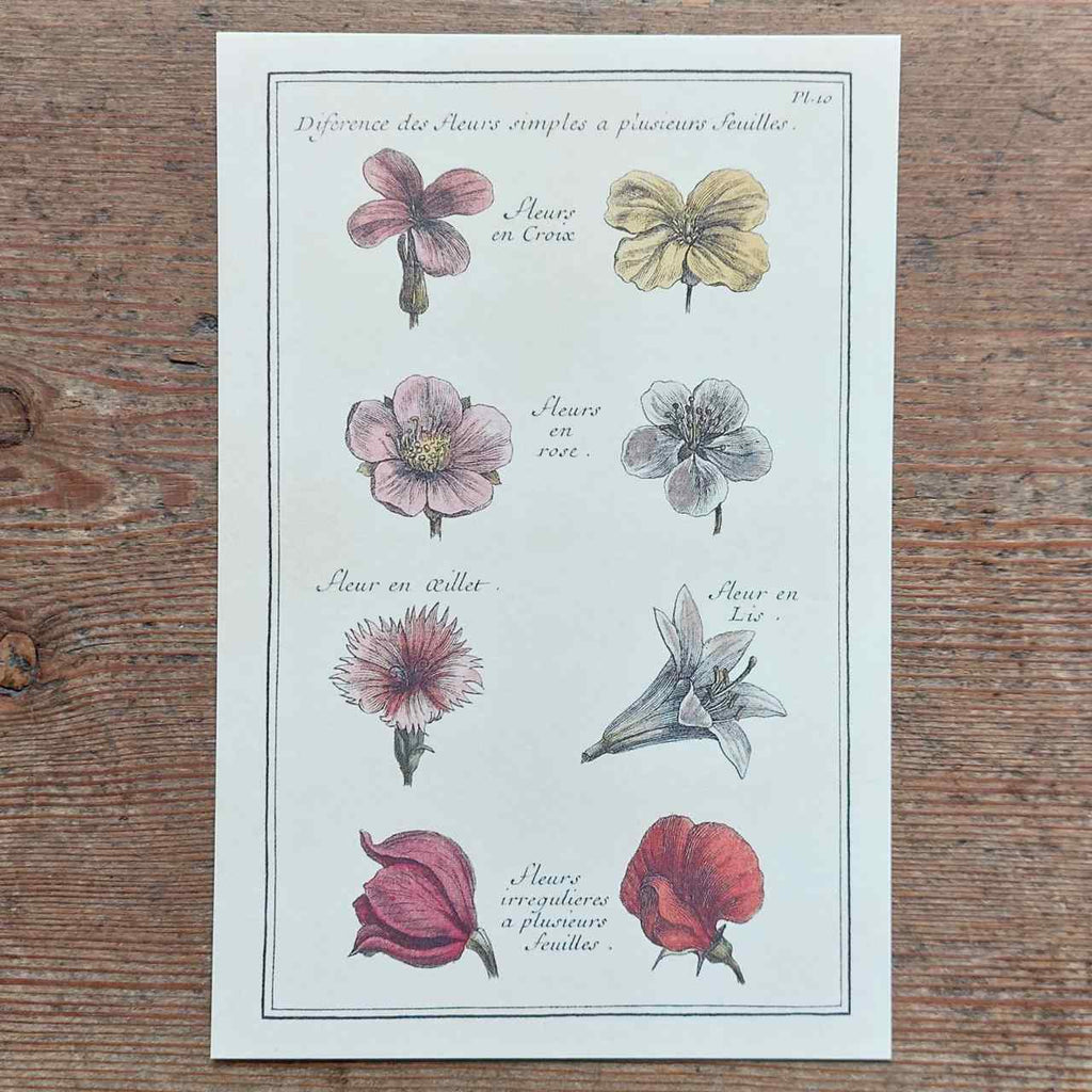 Vintage Flower Postcard Fleurs en Rose