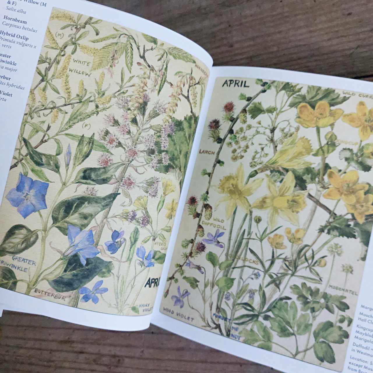 Wild Flowers of Britain