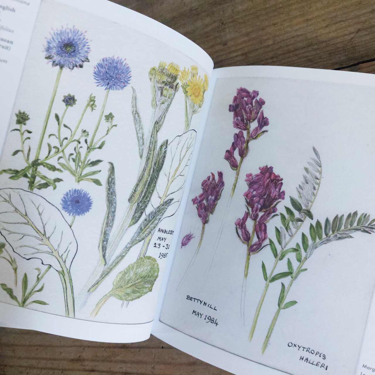 Wild Flowers of Britain