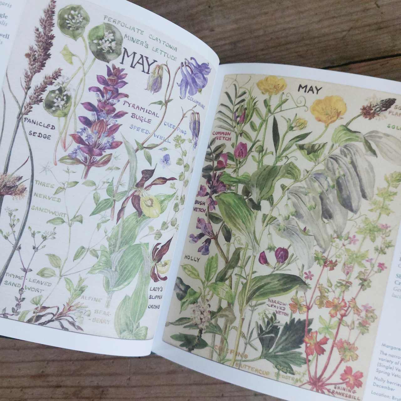 Wild Flowers of Britain