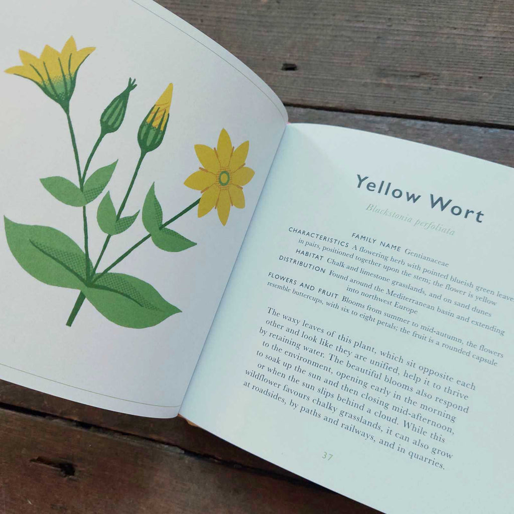 The Little Guide To Wild Flowers Yellow Wort