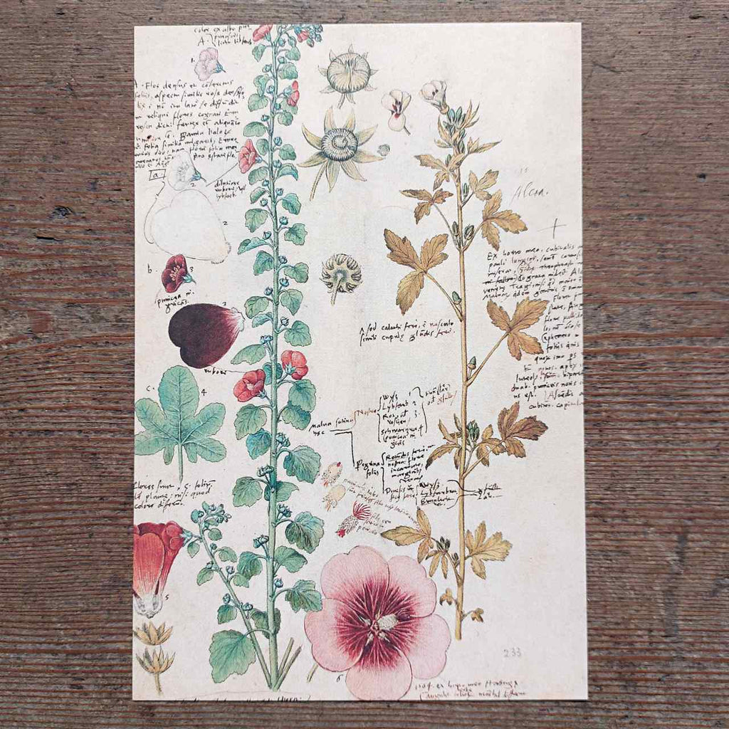 Vintage Flower Postcard Hollyhock sketchbook