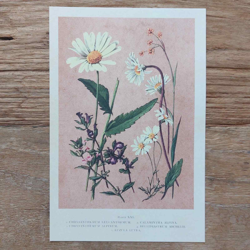 Vintage Flower Postcard Daisies