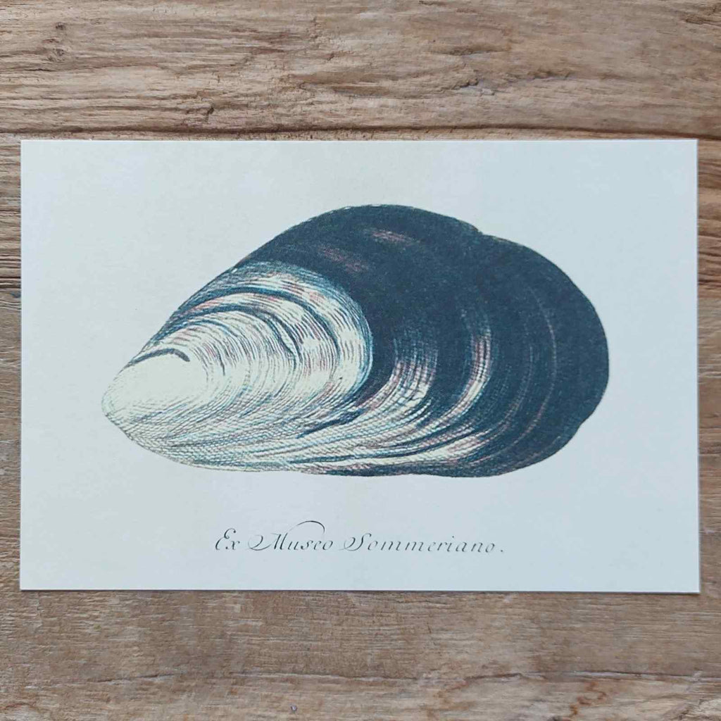 Vintage Nature Postcard Mussel Shell