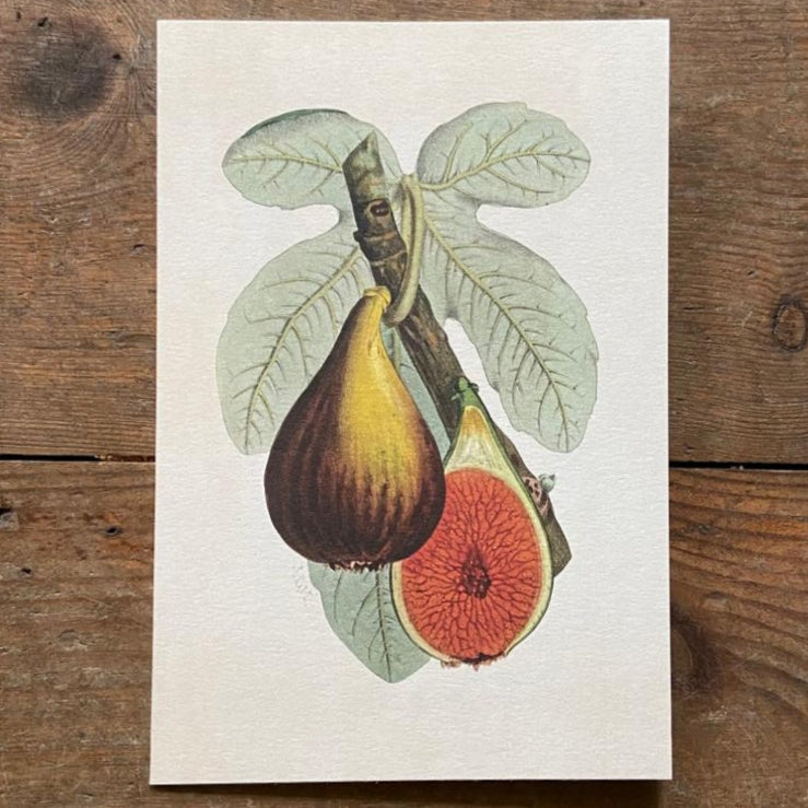 Vintage card 'Fig Plant'