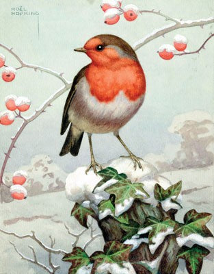 The Robin : A Biography - Stephen Moss - Homeware Store