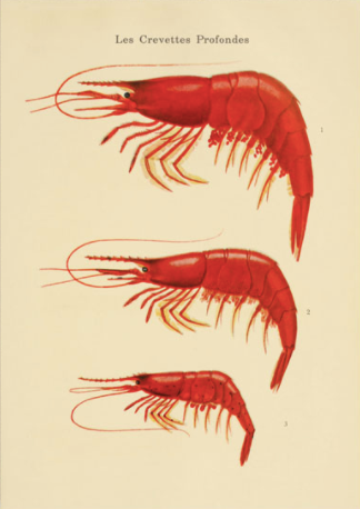 Vintage card 'Crevettes' detail