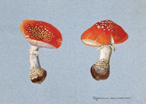 Vintage card The Toadstool botanical drawing detail