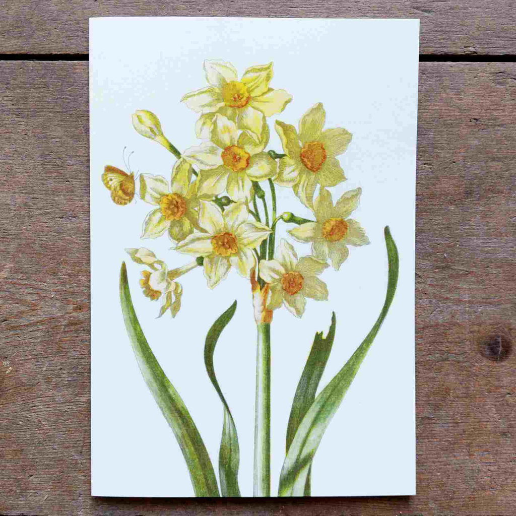 Daffodils Greeting Card, a beautiful card for Spring