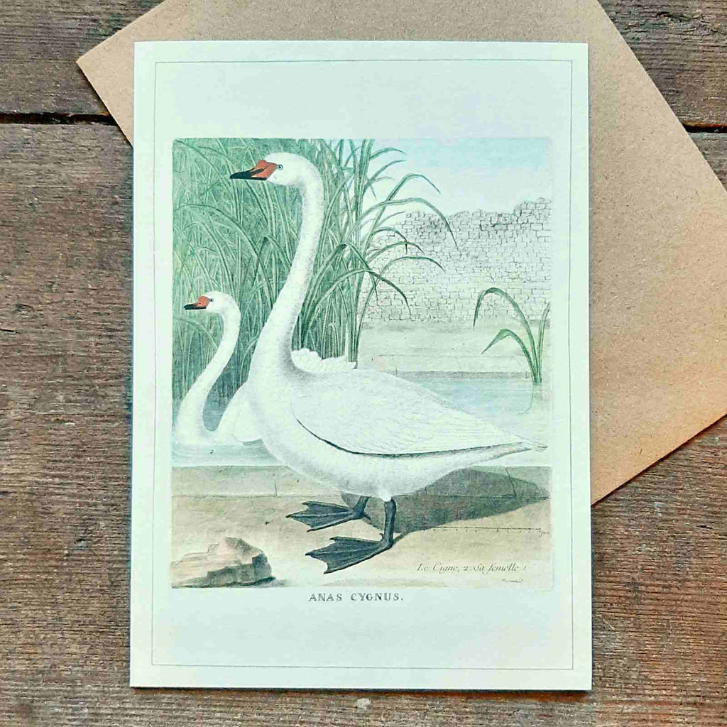 Greeting Card - Swans