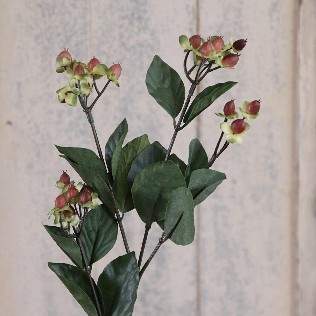 Autumn Hypericum Berries