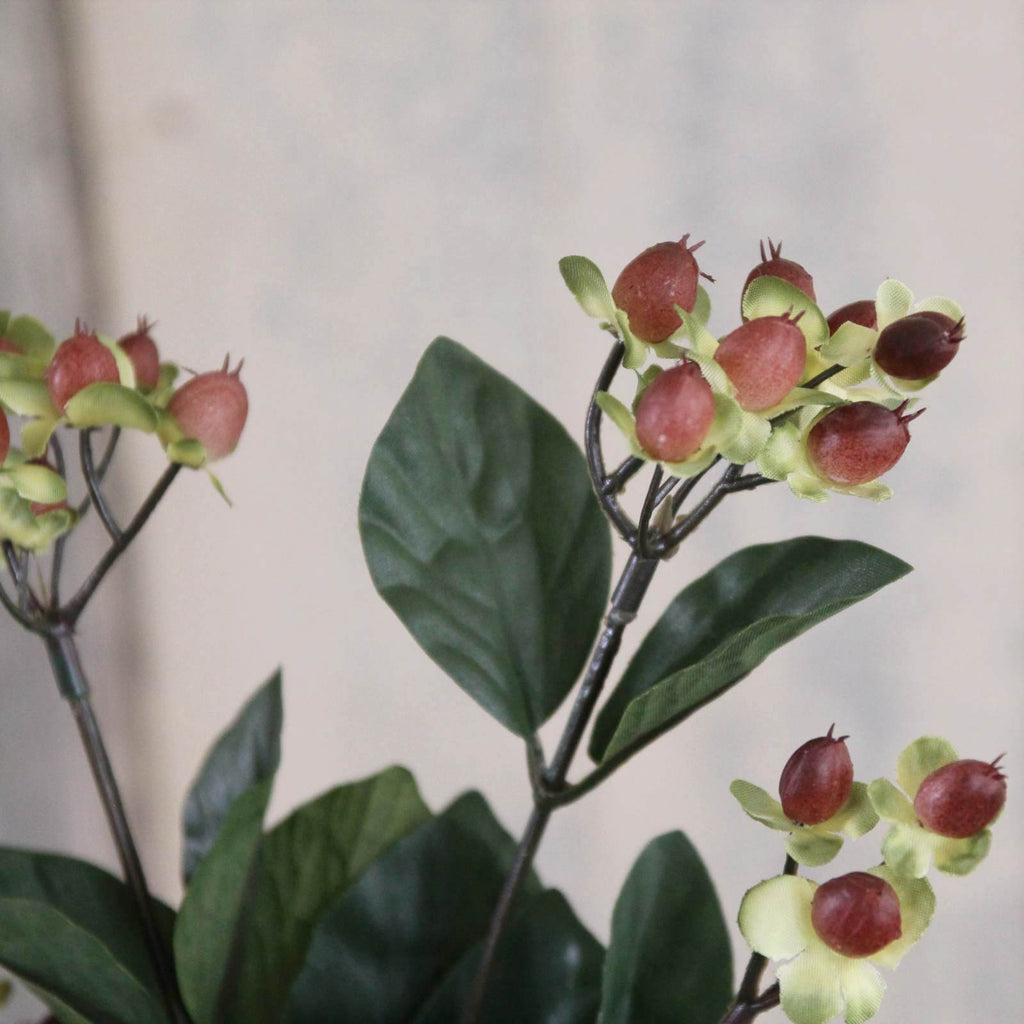 Autumn Hypericum Berries close up