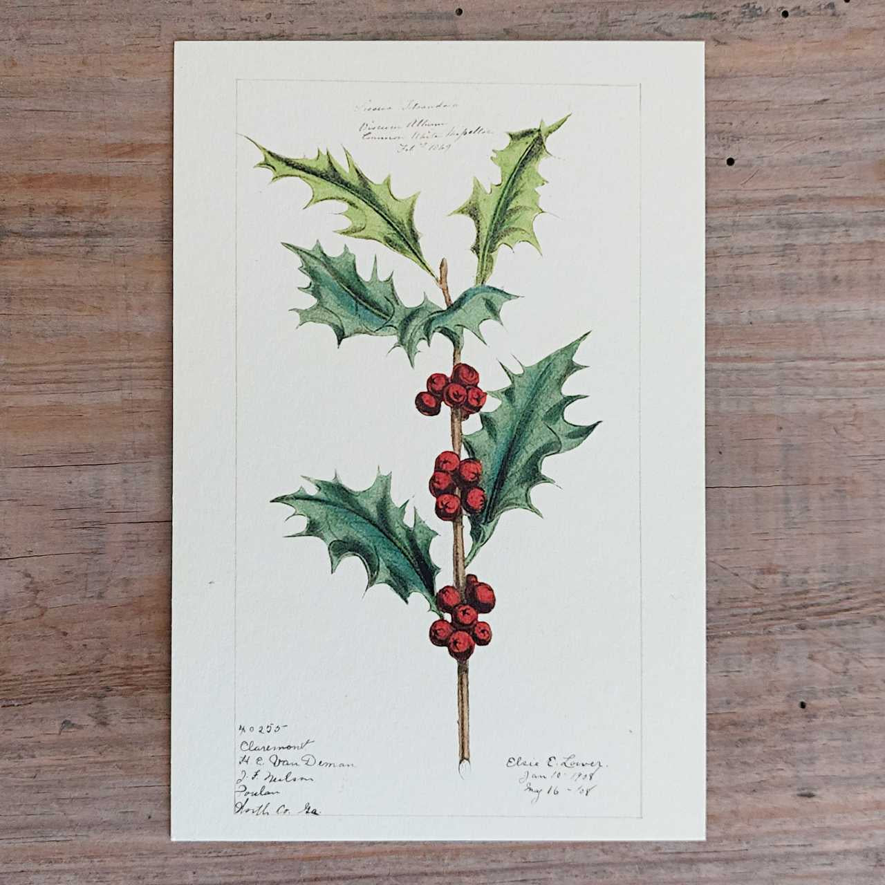Vintage Christmas Postcard - Holly