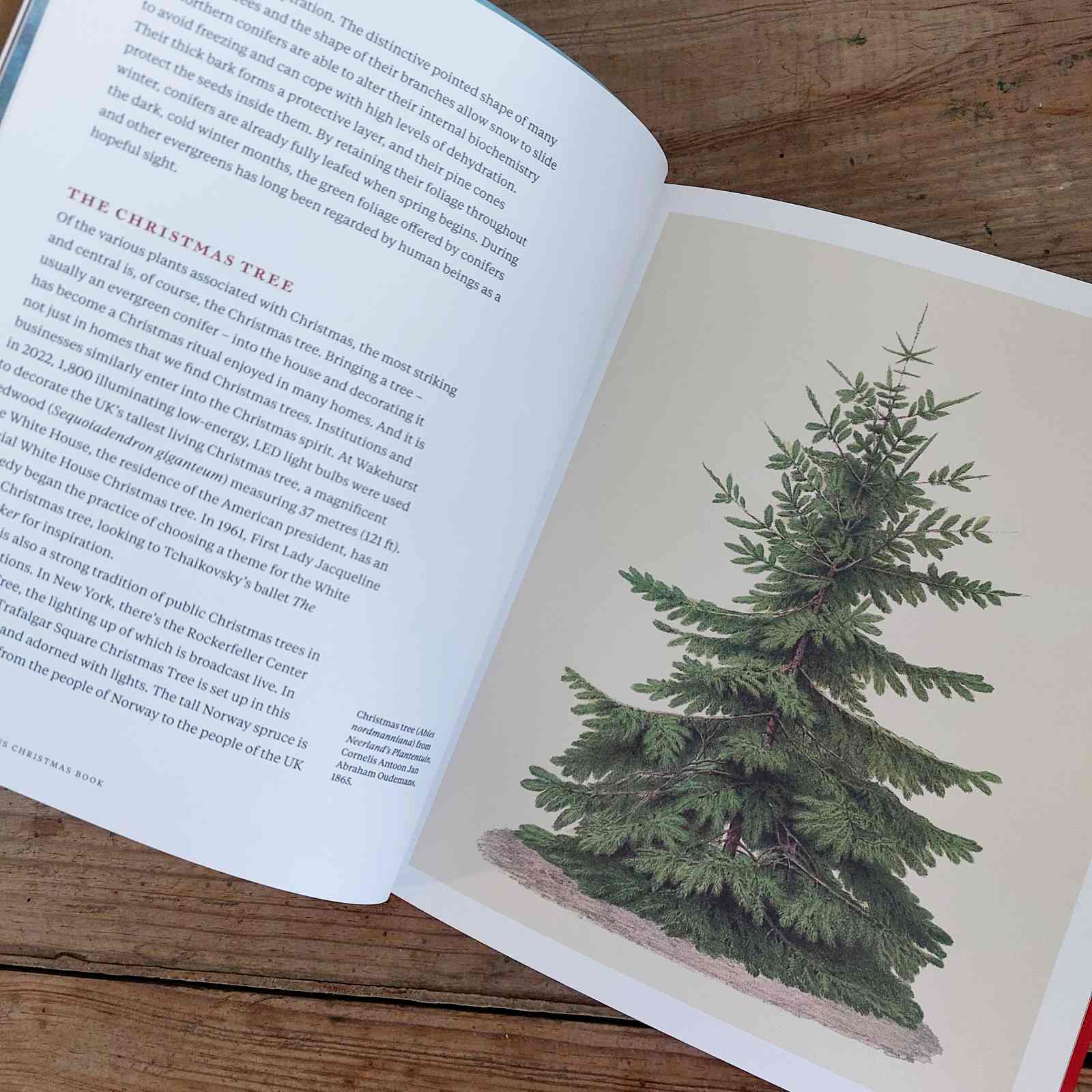 Kew Gardens Christmas Book by Jenny Linford