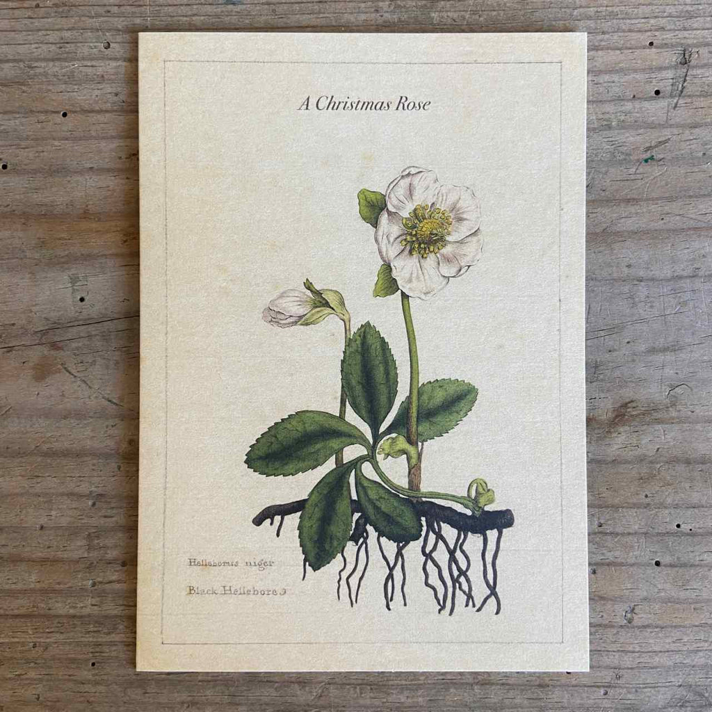 Traditional Christmas Card - A Christmas Rose