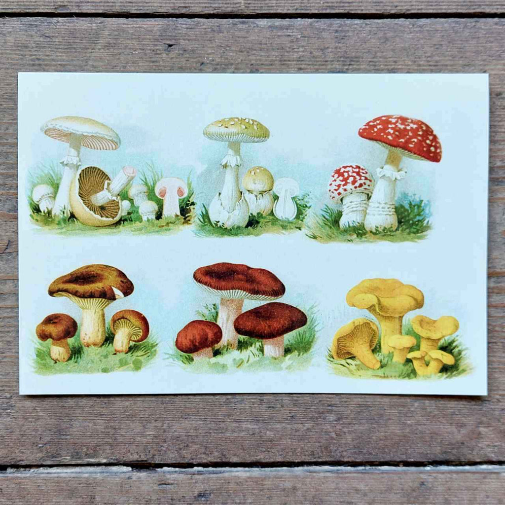 Colourful Toadstools - Vintage  Greeting Card