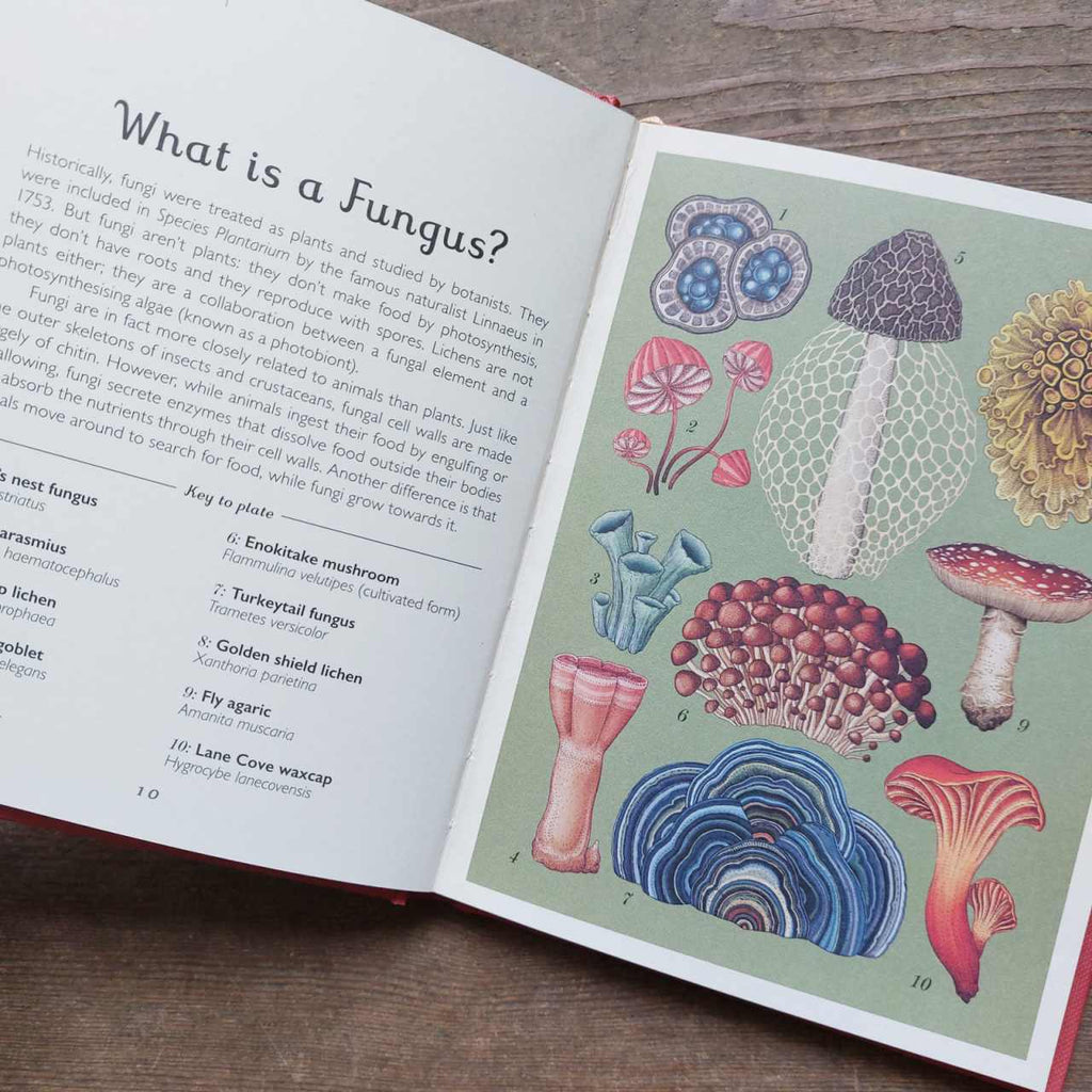 Father's Day gift Fungarium book