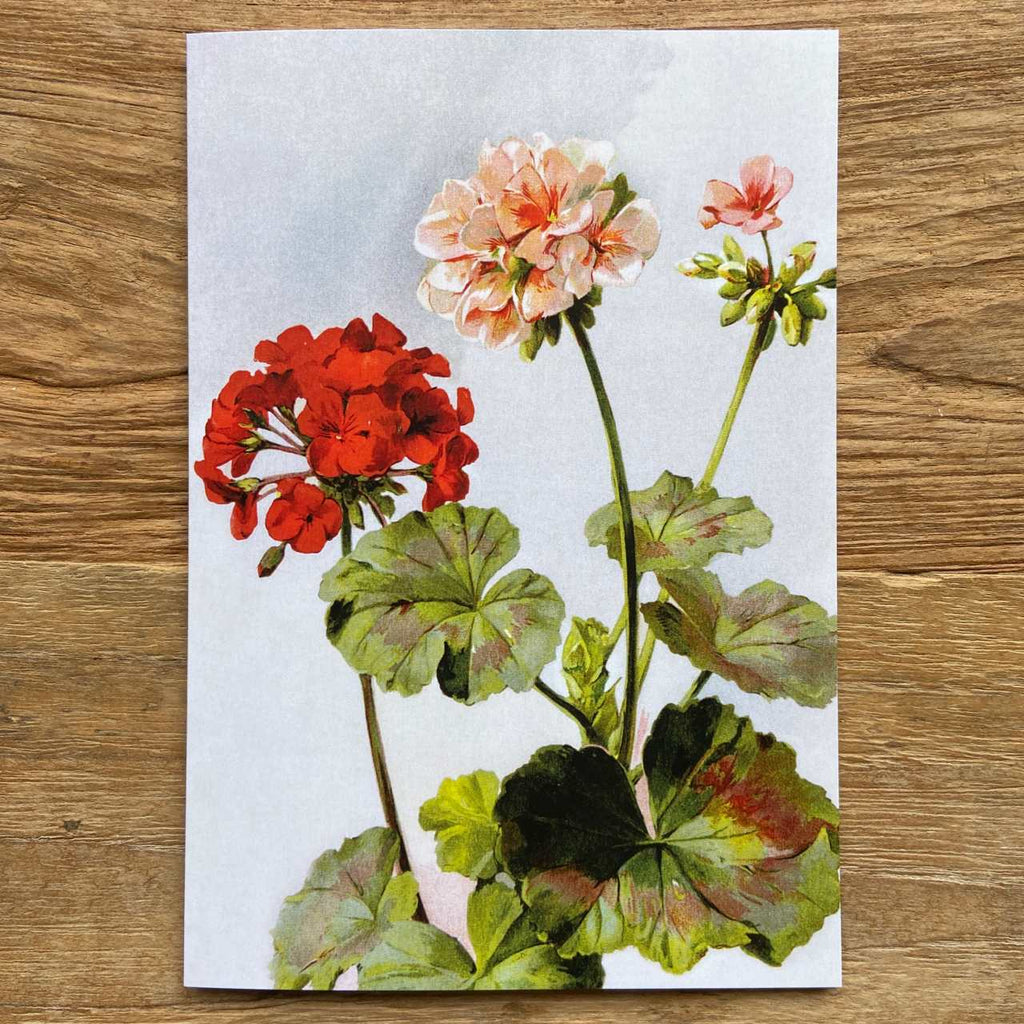 Geraniums Vintage Card