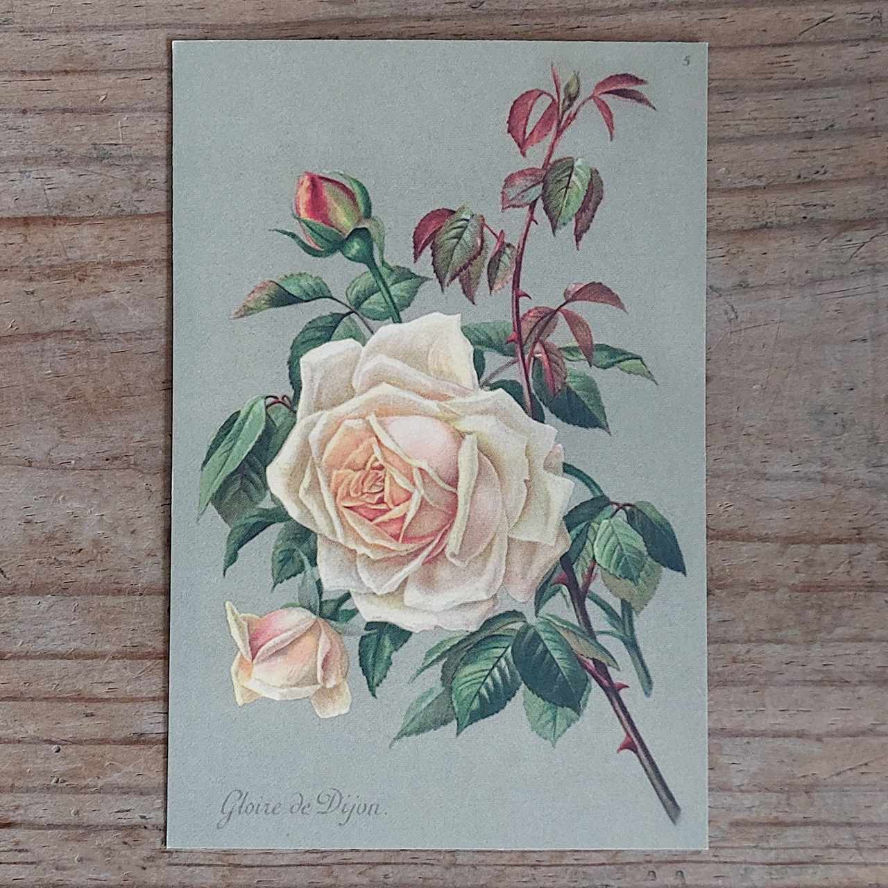 Vintage Flower Postcard