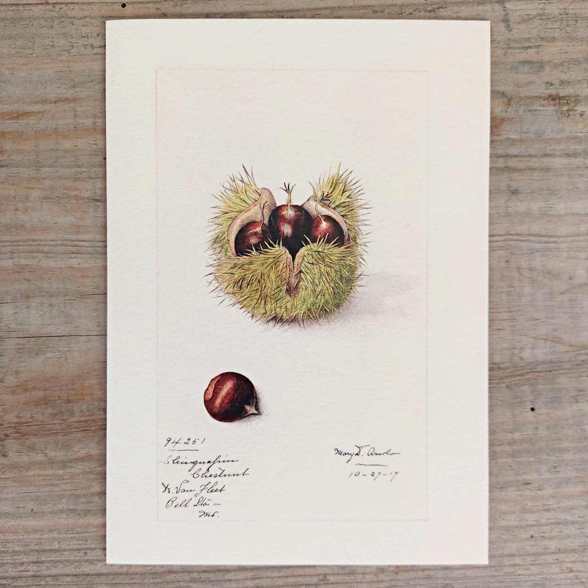 Chestnut Vintage Greeting Card – Closet & Botts