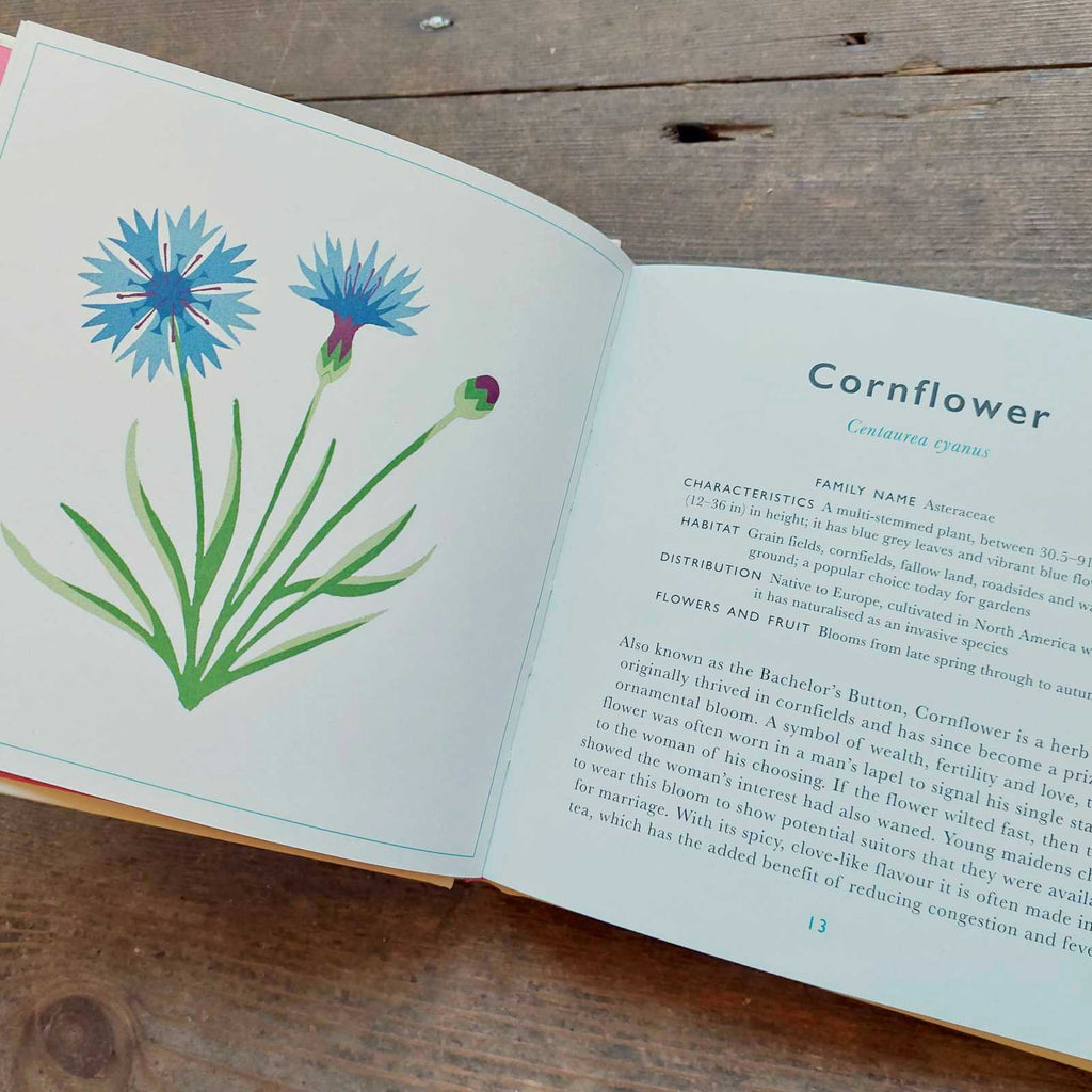 The Little Guide To Wild Flowers Cornflower