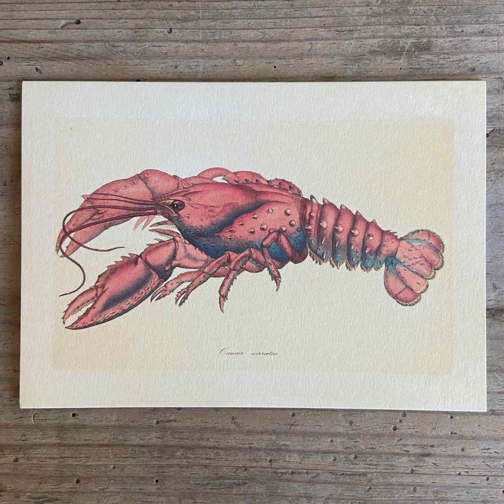 Lobster Vintage Greeting Card