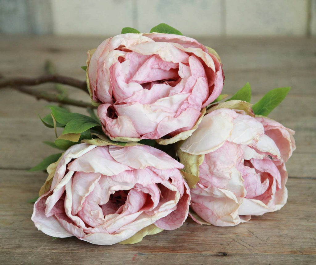 Bunch of pink peonies- Dusty Pink