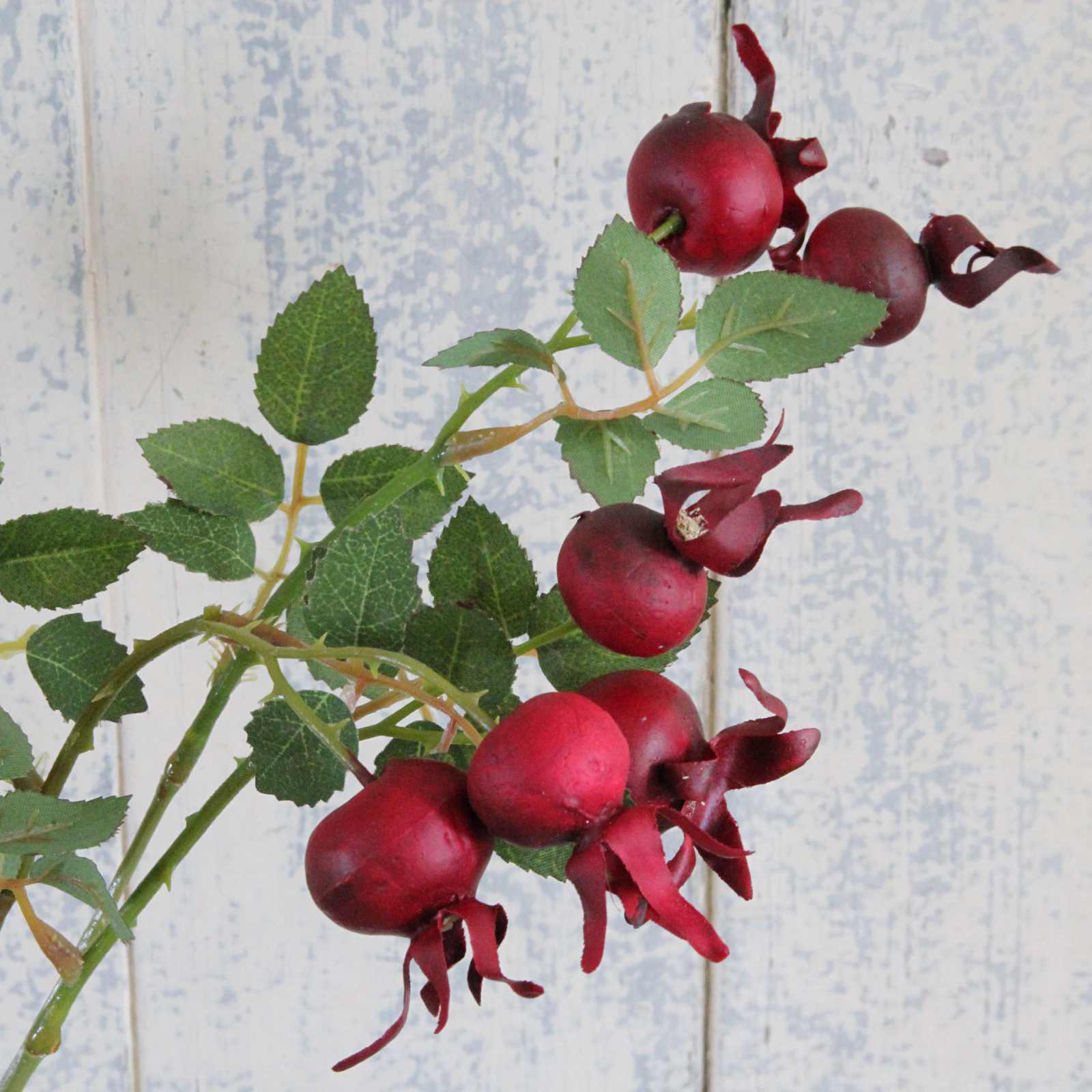 Rosehip stem with leaves