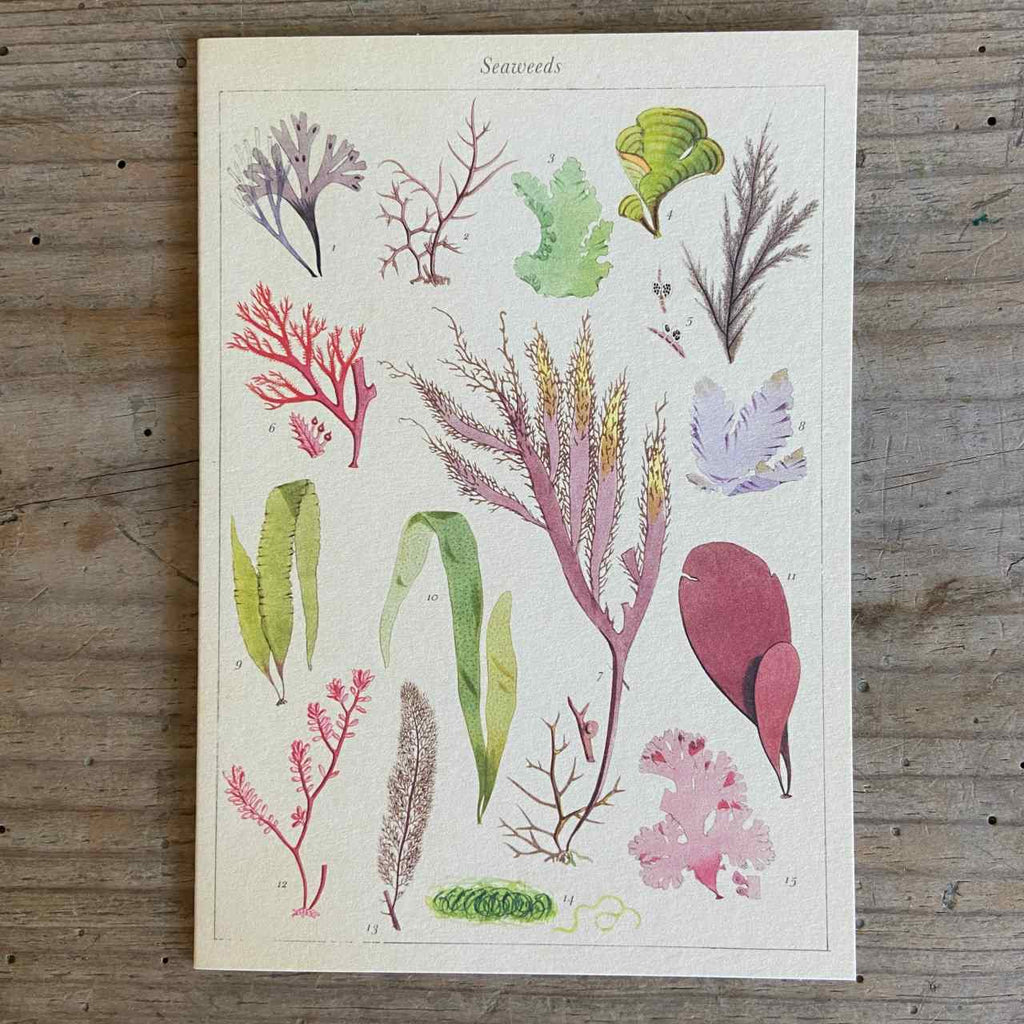 Vintage Seaweed Greeting Card