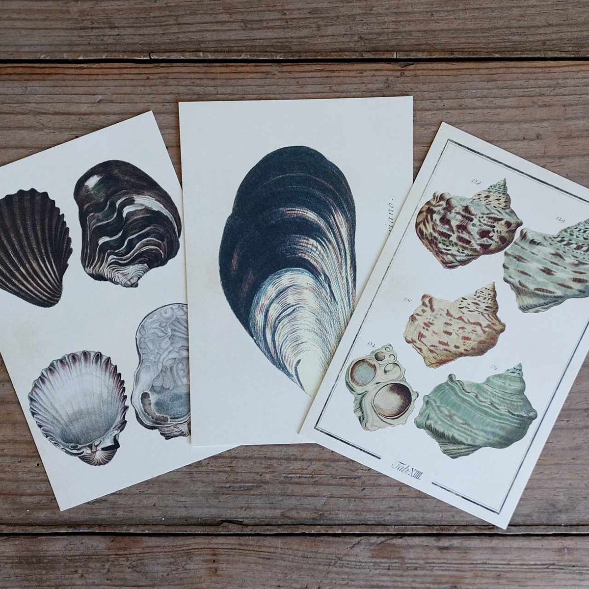 Shell Postcard Vintage Nature Postcard – Closet & Botts