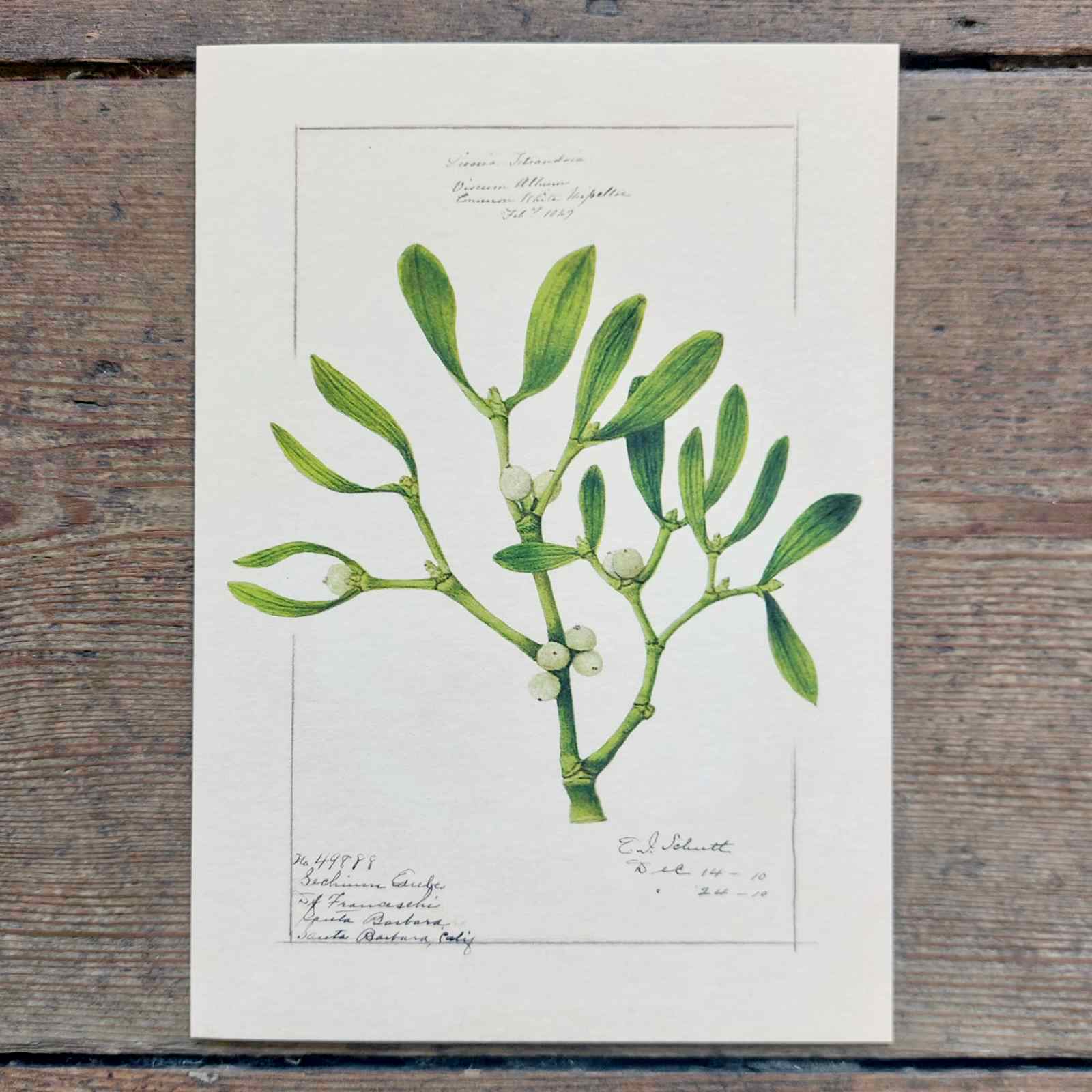 Single Christmas Card - Mistletoe