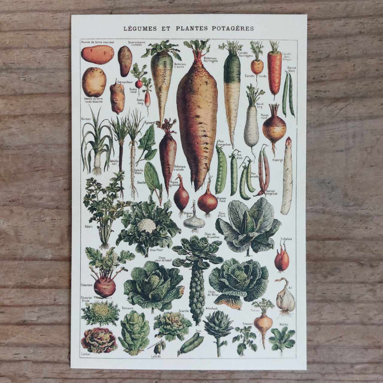 Vintage Nature Postcard