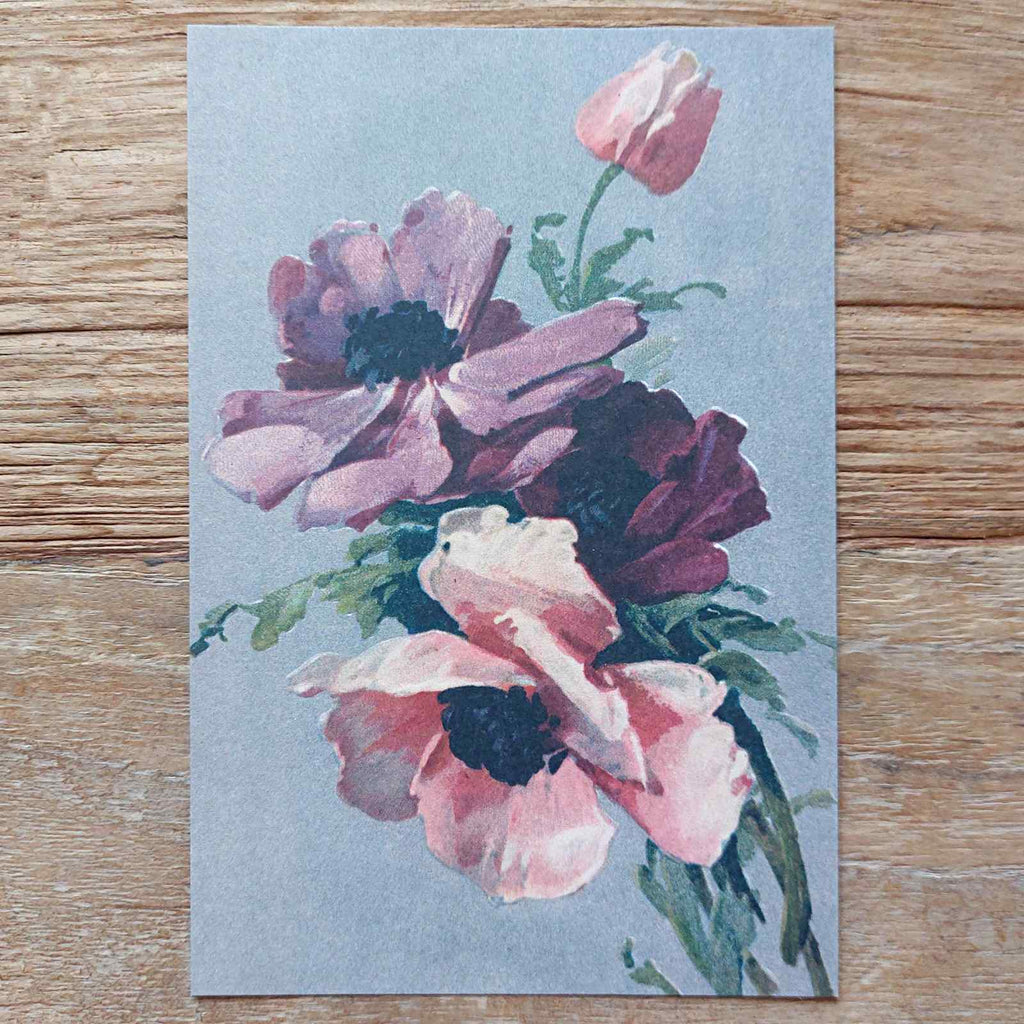 Vintage Flower Postcard Anemone