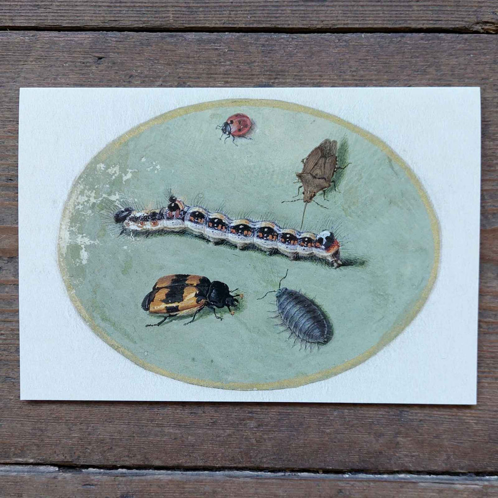 Vintage Insects - Greeting Card