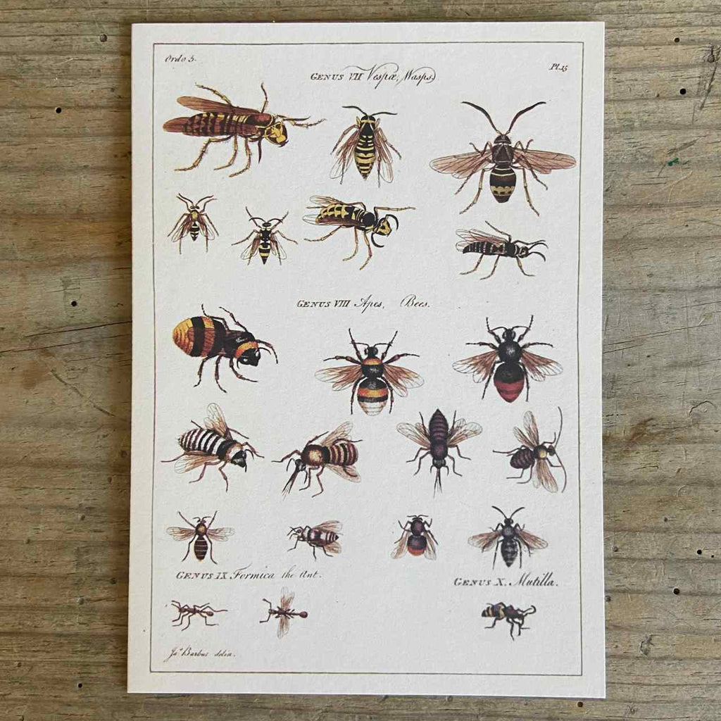 Vintage Greeting Card - Wasps and Bees