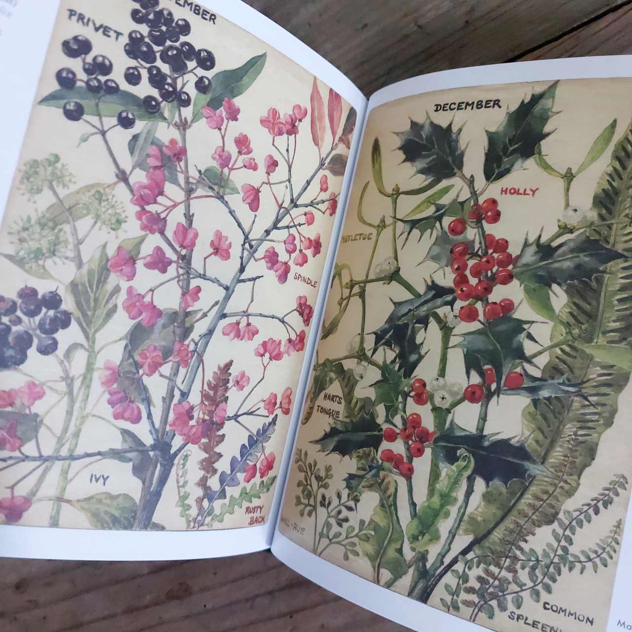 Wild Flowers of Britain