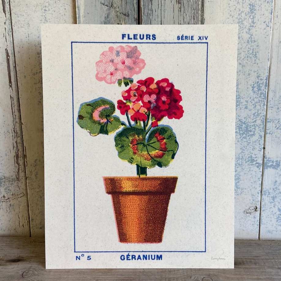 Géranium - Geranium Fine Art Print