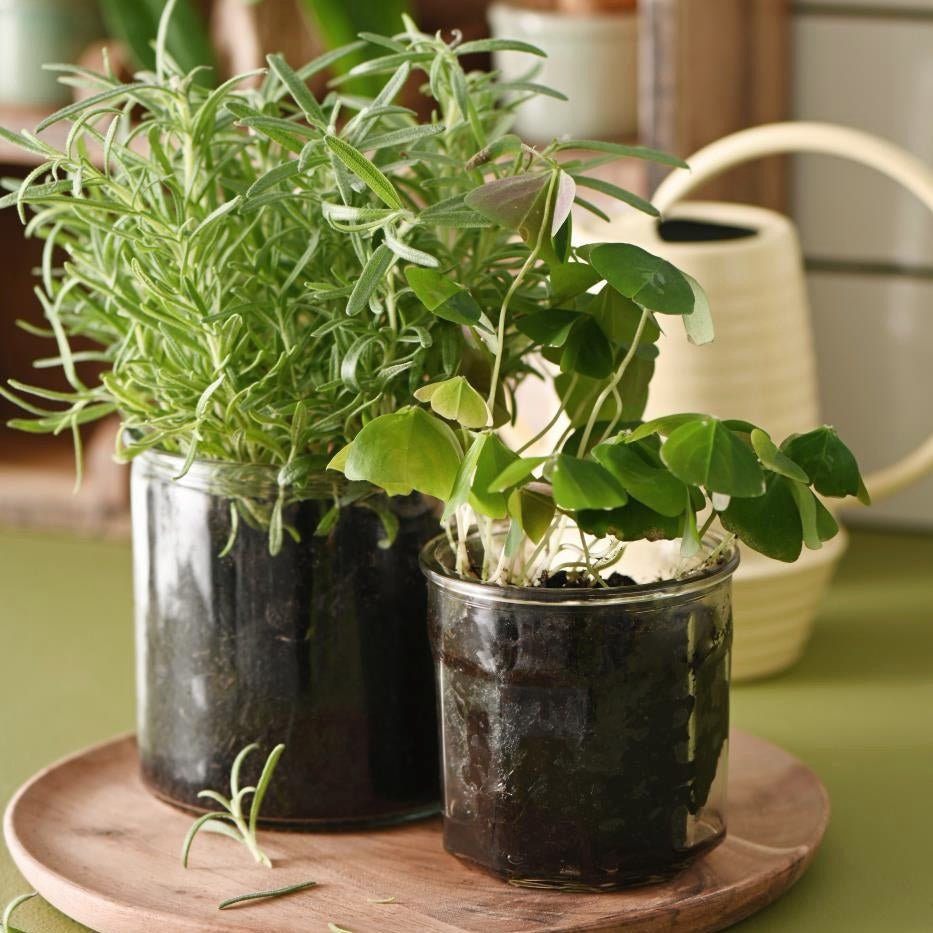 Glass Jam Jar Plant pot