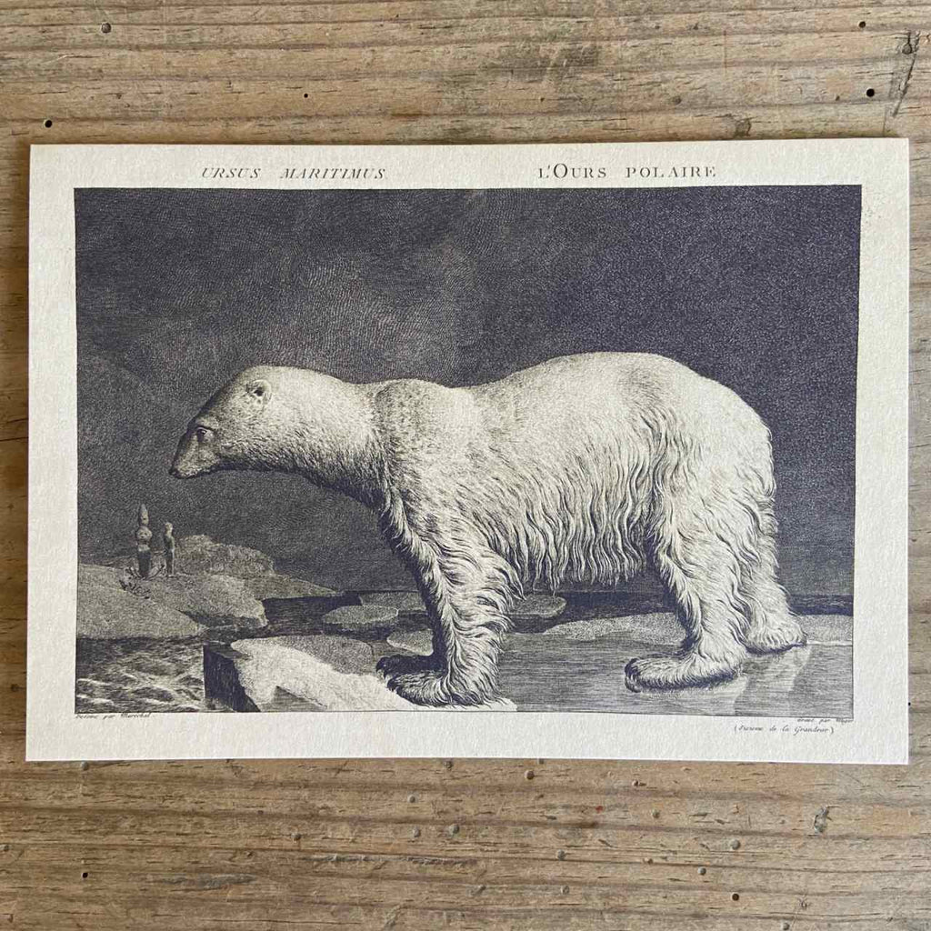 Single Christmas Card - Polar Bear